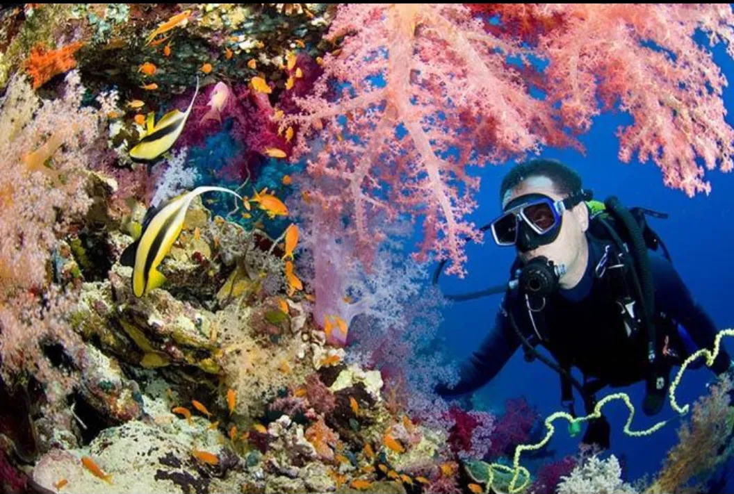 🌊🤿 Discover Scuba Diving Experience – El Gouna 🐠 Scuba Diving El Gouna /Screenshot_٢٠٢٦٠٧٠١_٢٠٤٥٣٩_ChatGPT.jpg